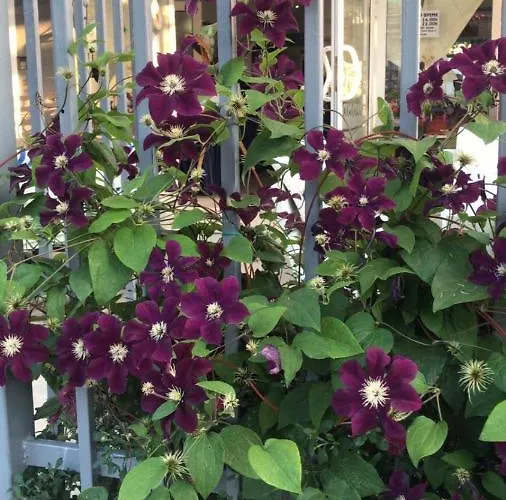 Lilia 2 Family 2* Primorsko