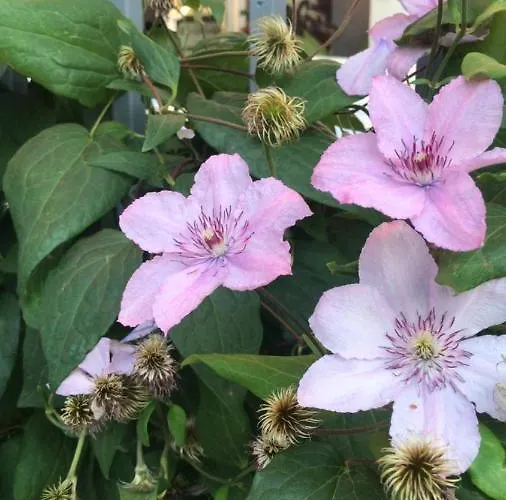 Ξενοδοχείο Lilia 2 Family Πριμόρσκο